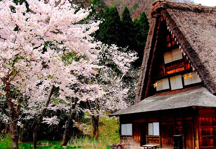 Best Spring Spots in Japan